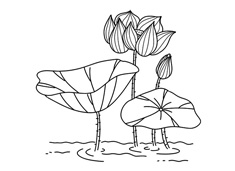 荷花簡筆畫圖片