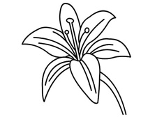 花朵百合花簡筆畫圖片