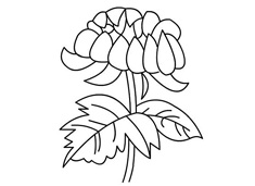菊花簡(jiǎn)筆畫(huà)圖片
