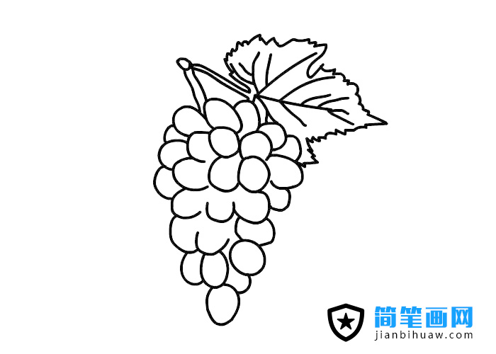 提子簡(jiǎn)筆畫上色圖片
