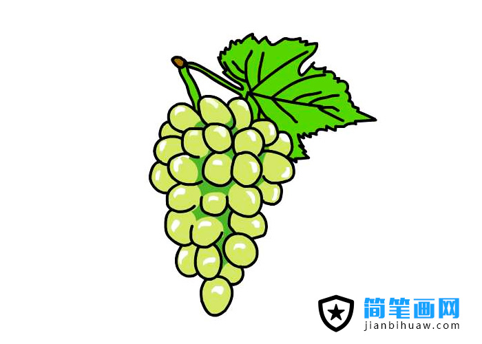 提子簡(jiǎn)筆畫上色圖片