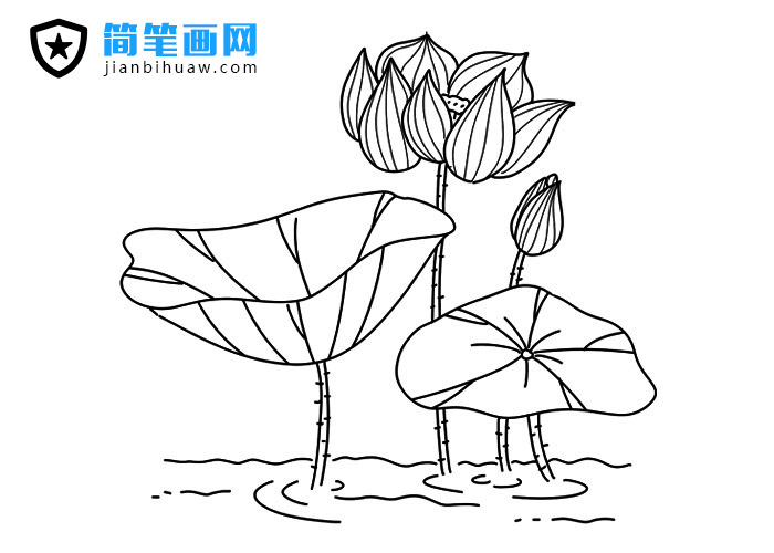 荷花簡(jiǎn)筆畫圖片