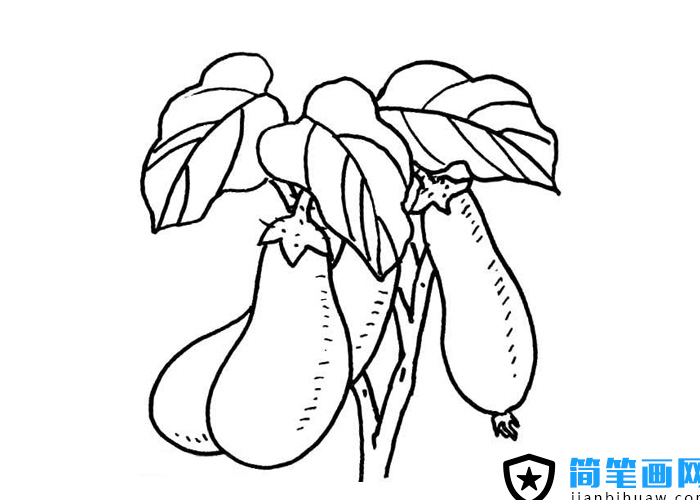 長(zhǎng)在藤上的茄子簡(jiǎn)筆畫圖片