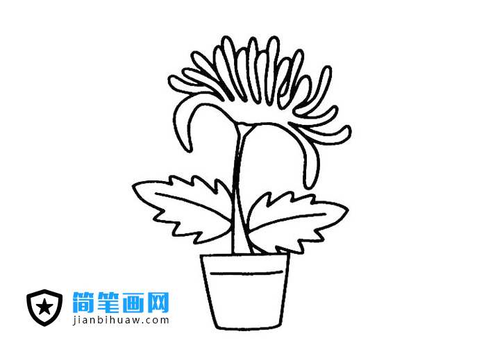 一盆菊花的簡(jiǎn)筆畫圖片